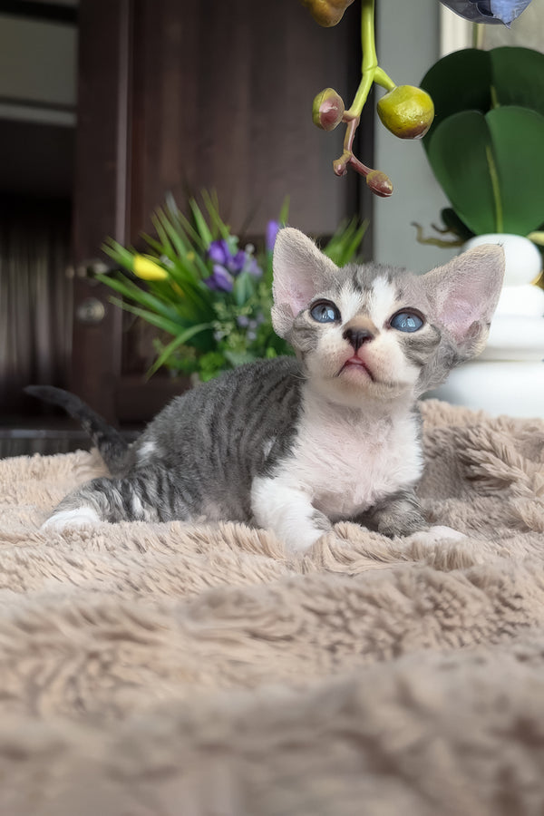 Barni | Devon Rex Kitten