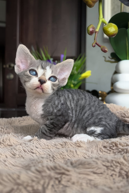 Barni | Devon Rex Kitten