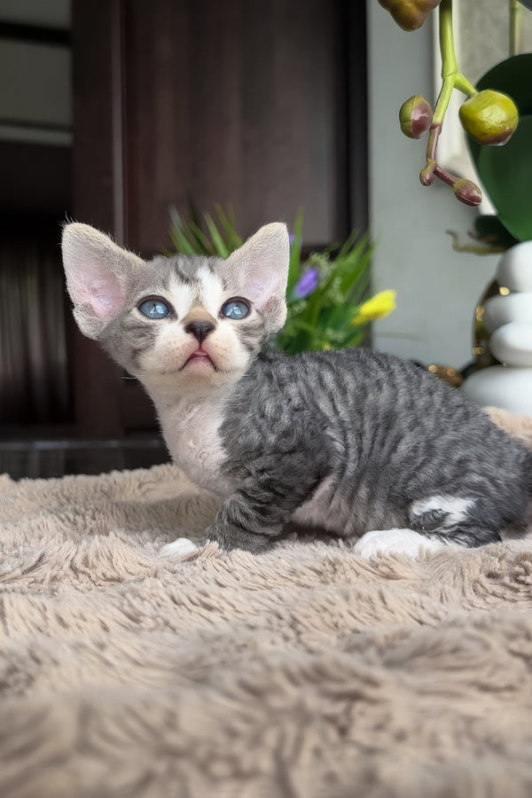 Barni | Devon Rex Kitten