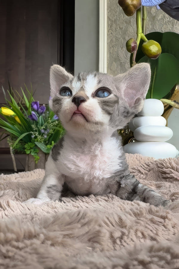 Barni | Devon Rex Kitten