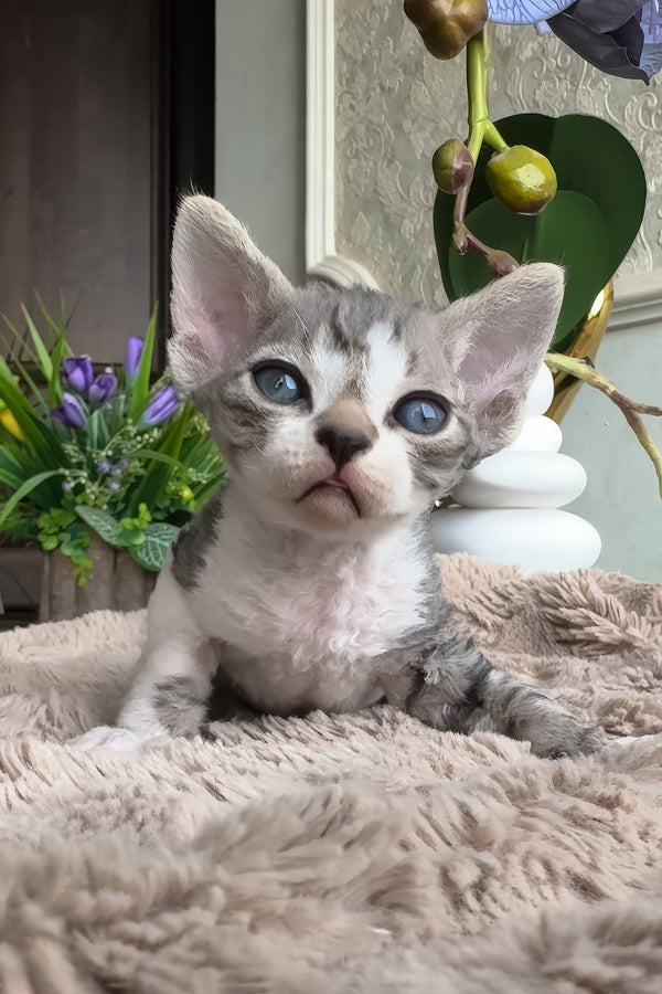 Barni | Devon Rex Kitten