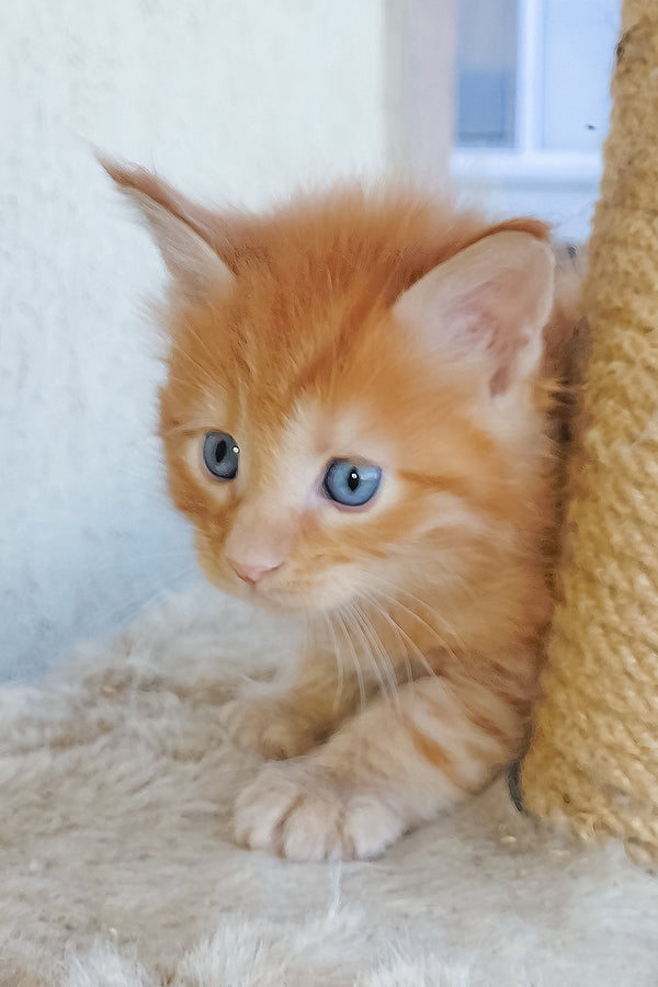 Baron | Maine Coon Kitten