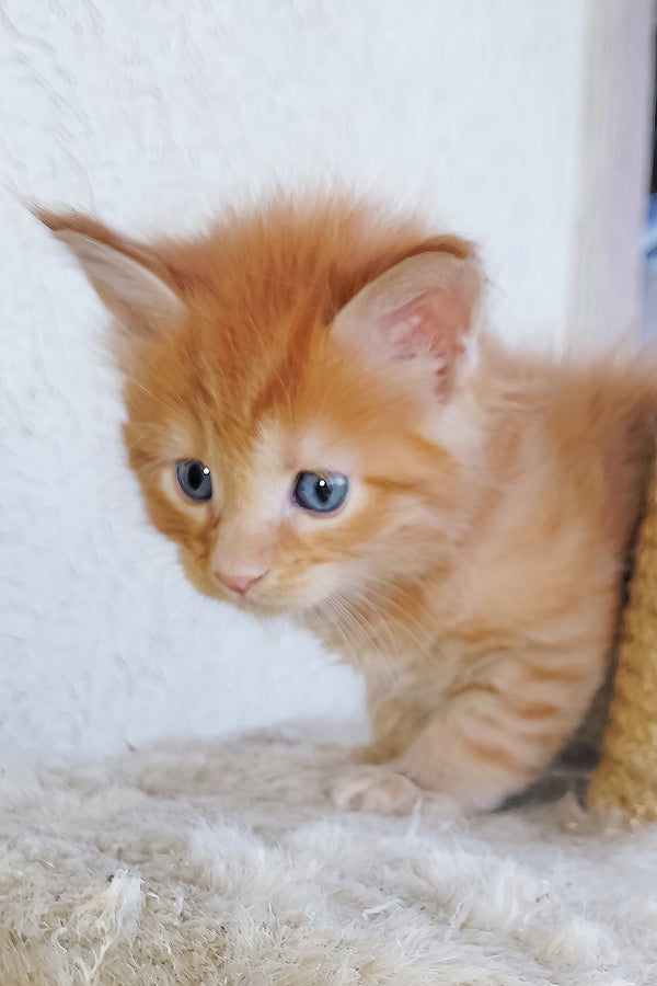 Baron | Maine Coon Kitten