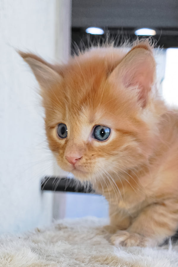 Baron | Maine Coon Kitten