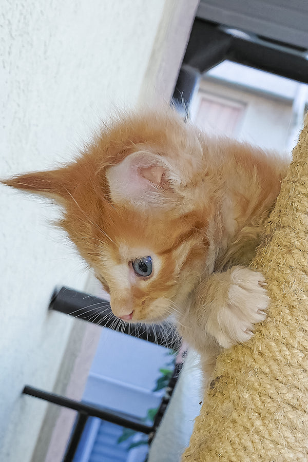 Baron | Maine Coon Kitten