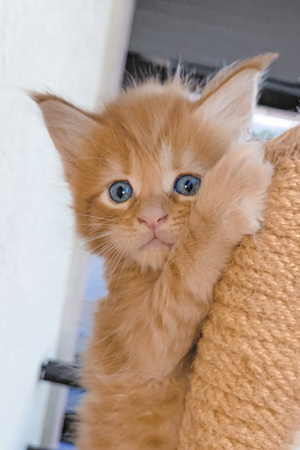 Baron | Maine Coon Kitten