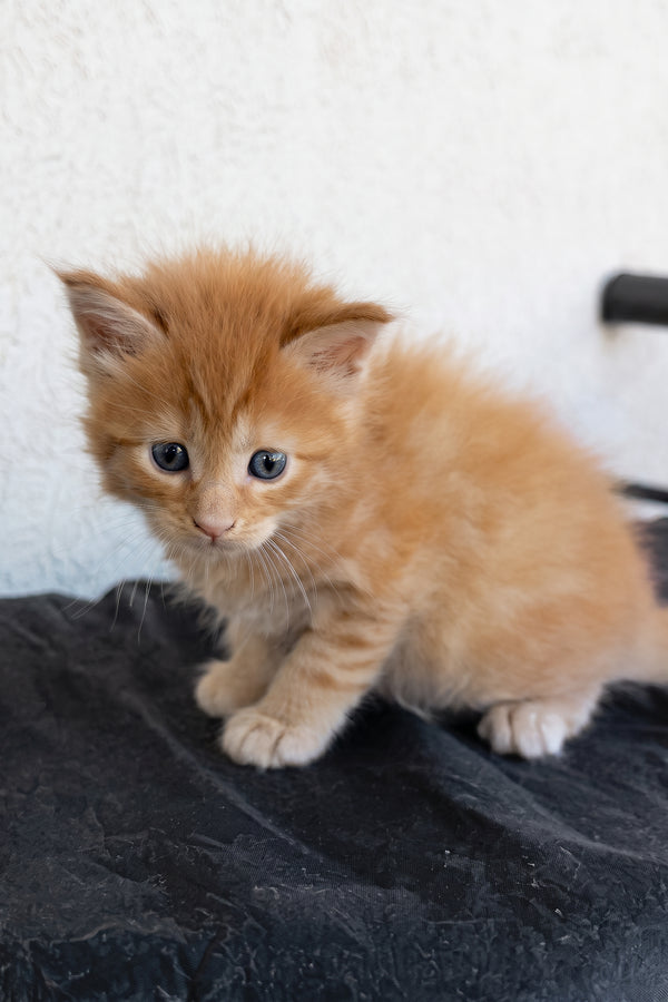 Baron | Maine Coon Kitten