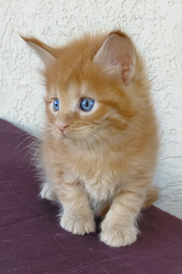 Baron | Maine Coon Kitten