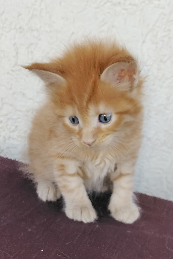 Baron | Maine Coon Kitten