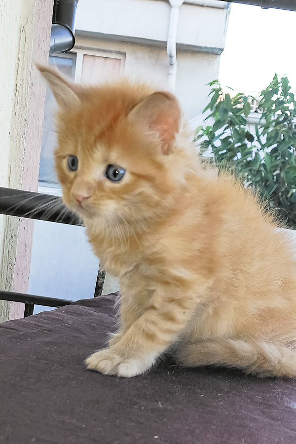 Baron | Maine Coon Kitten