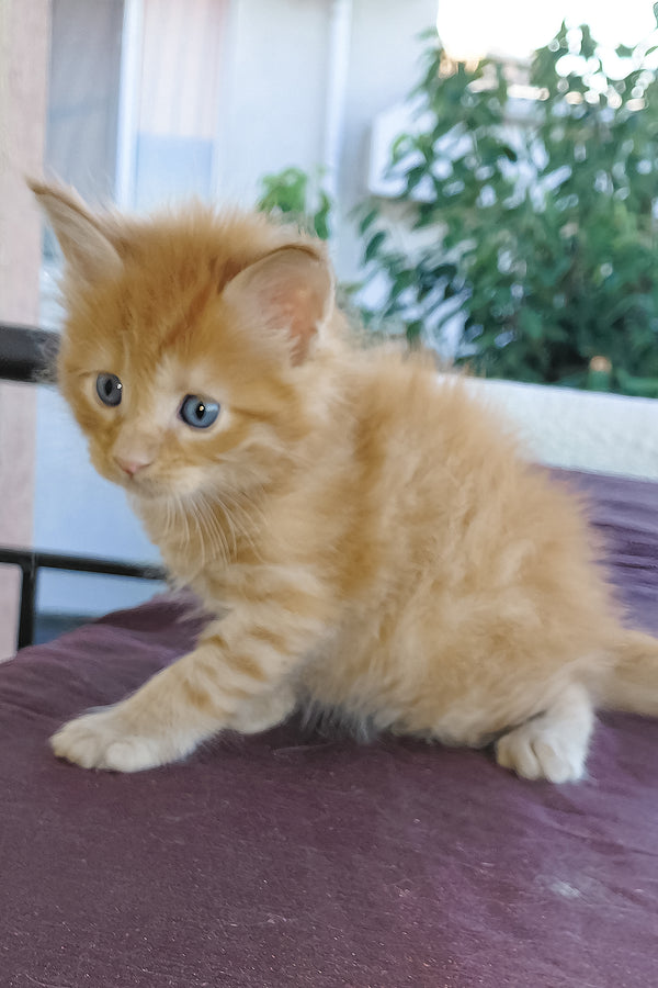 Baron | Maine Coon Kitten