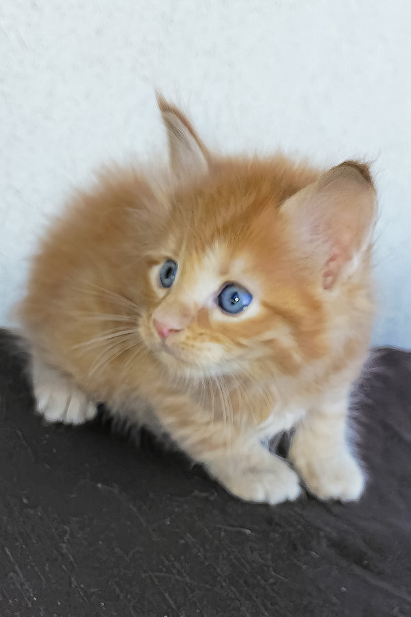 Baron | Maine Coon Kitten