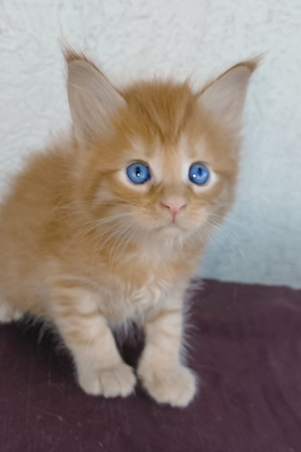 Baron | Maine Coon Kitten