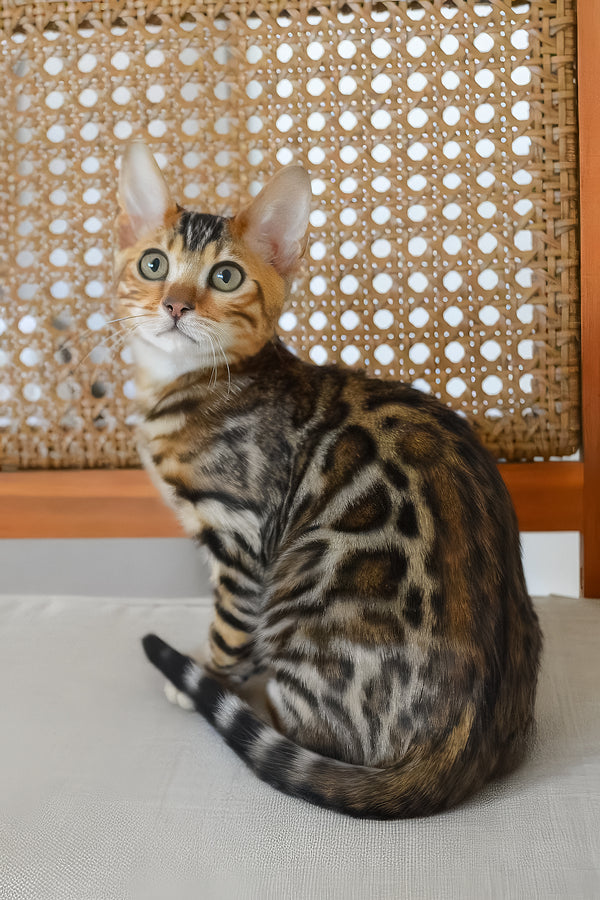 Baron | Bengal Kitten