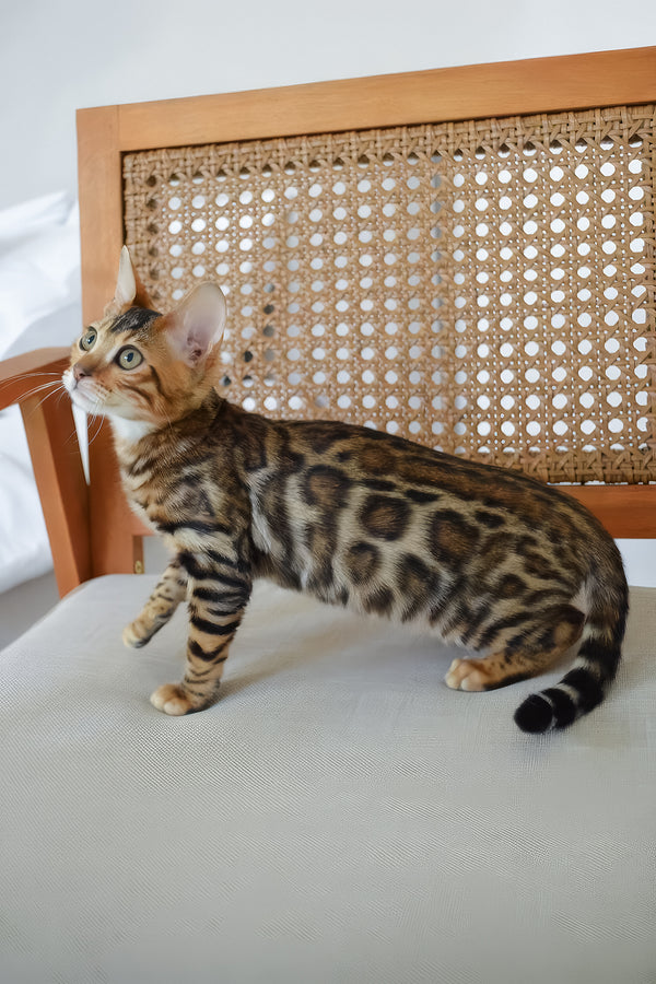 Baron | Bengal Kitten