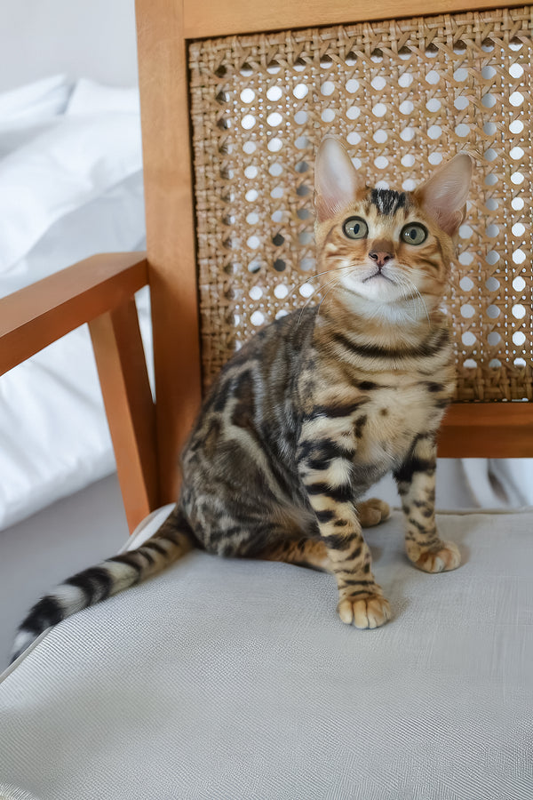 Baron | Bengal Kitten