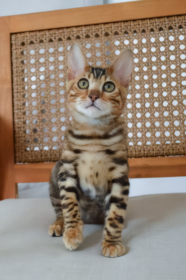Baron | Bengal Kitten