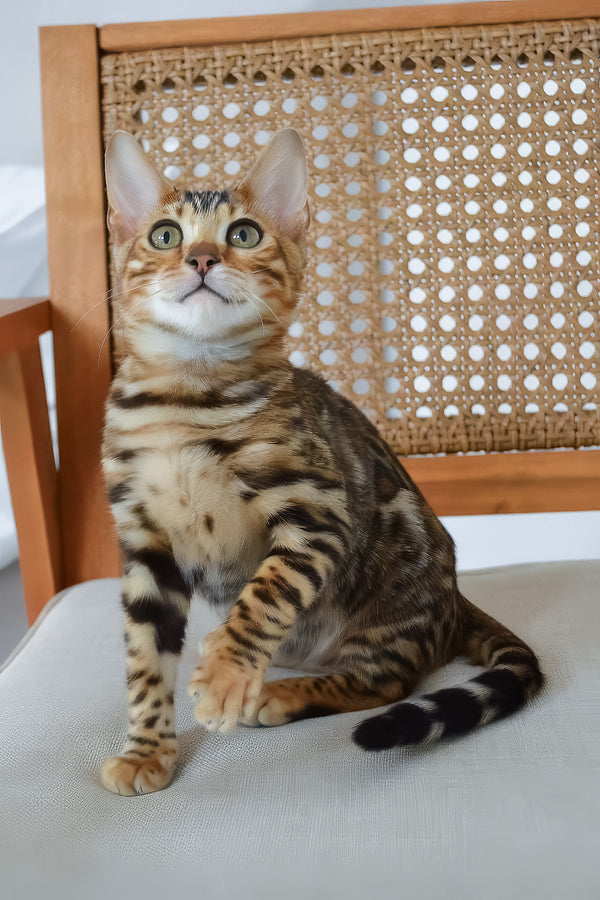 Baron | Bengal Kitten