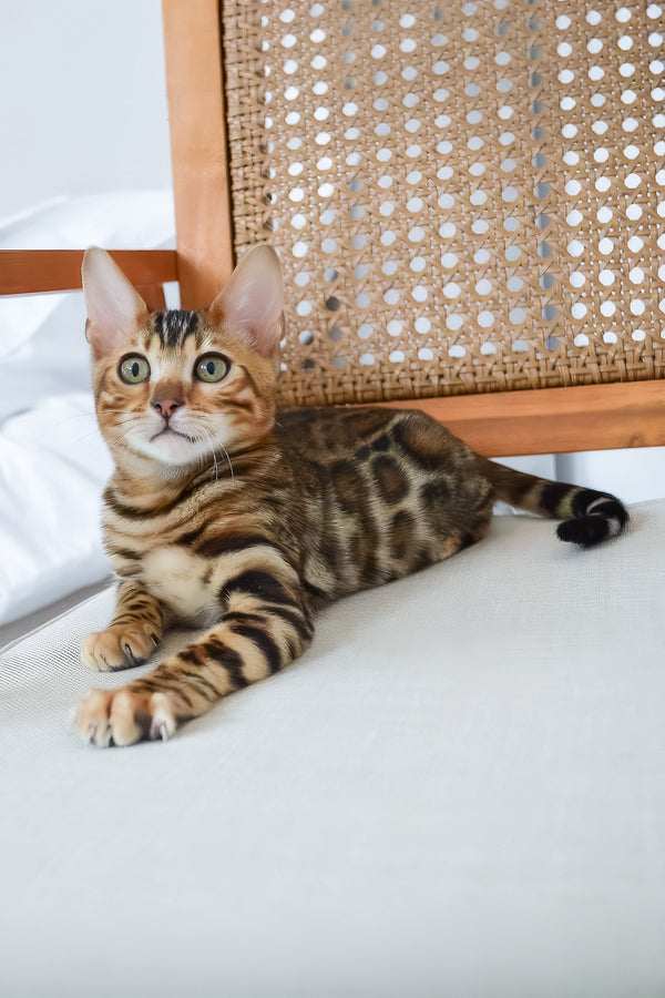 Baron | Bengal Kitten