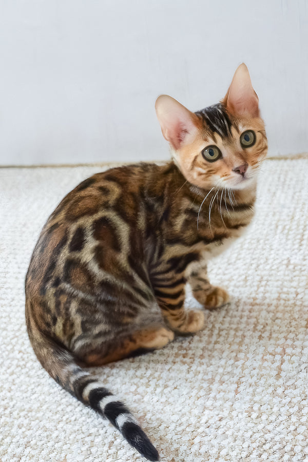 Baron | Bengal Kitten