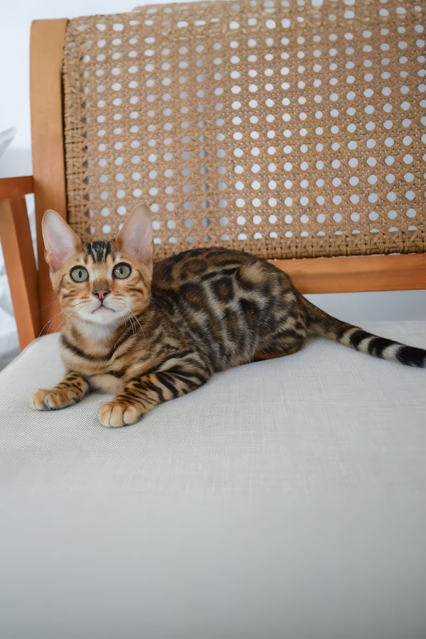 Baron | Bengal Kitten