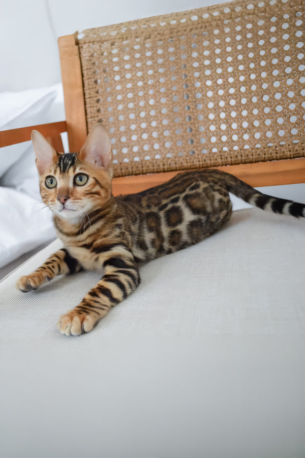 Baron | Bengal Kitten