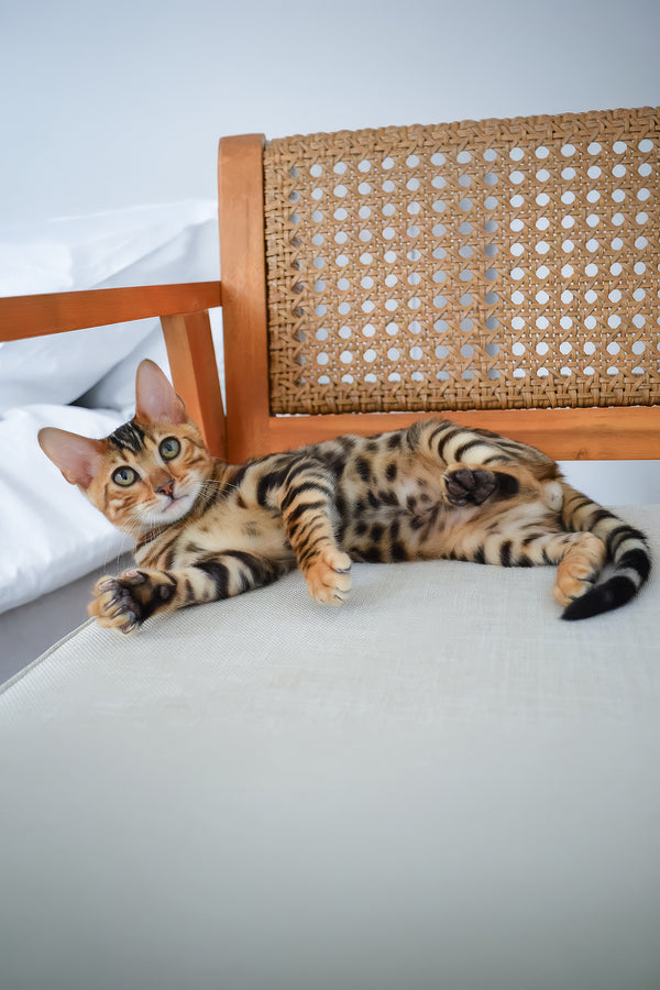 Baron | Bengal Kitten