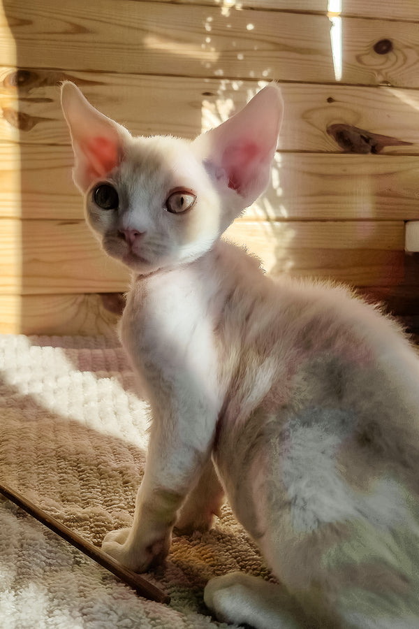 Bart | Devon Rex Kitten
