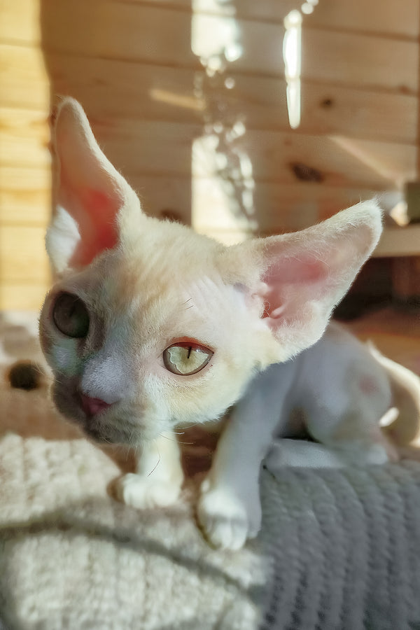 Bart | Devon Rex Kitten