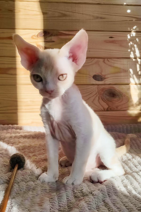 Bart | Devon Rex Kitten