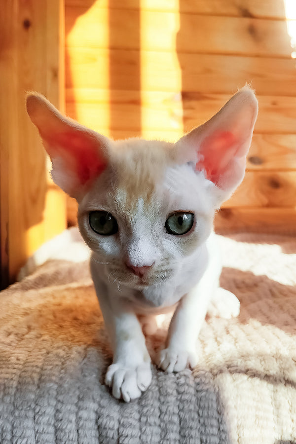 Bart | Devon Rex Kitten