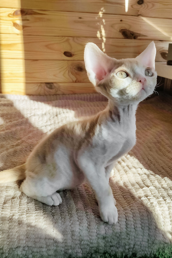 Bart | Devon Rex Kitten
