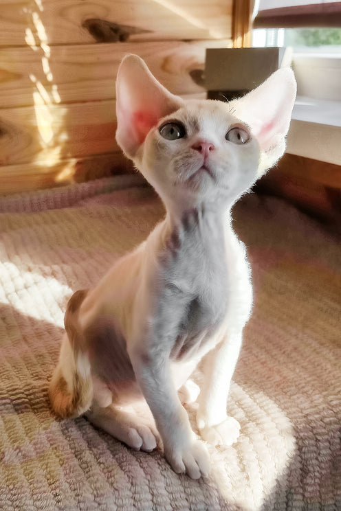 Bart | Devon Rex Kitten