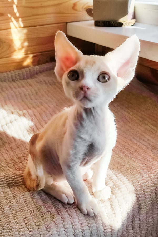 Bart | Devon Rex Kitten