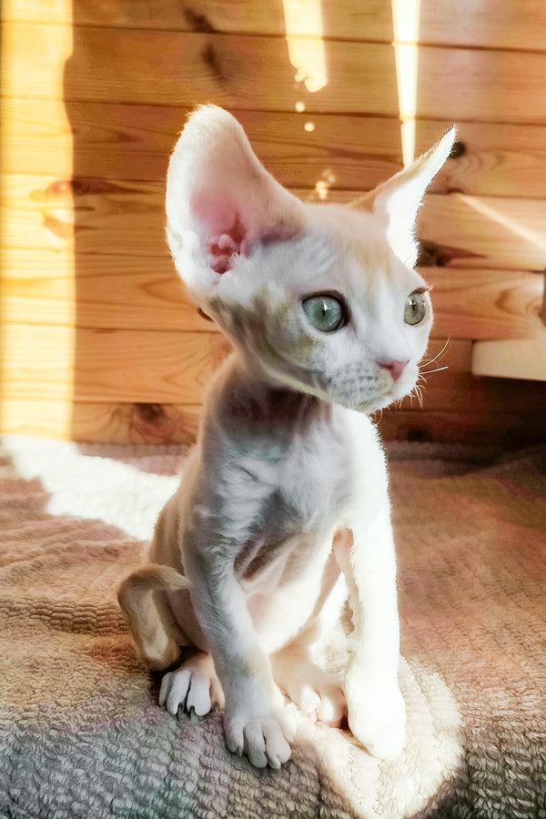 Bart | Devon Rex Kitten