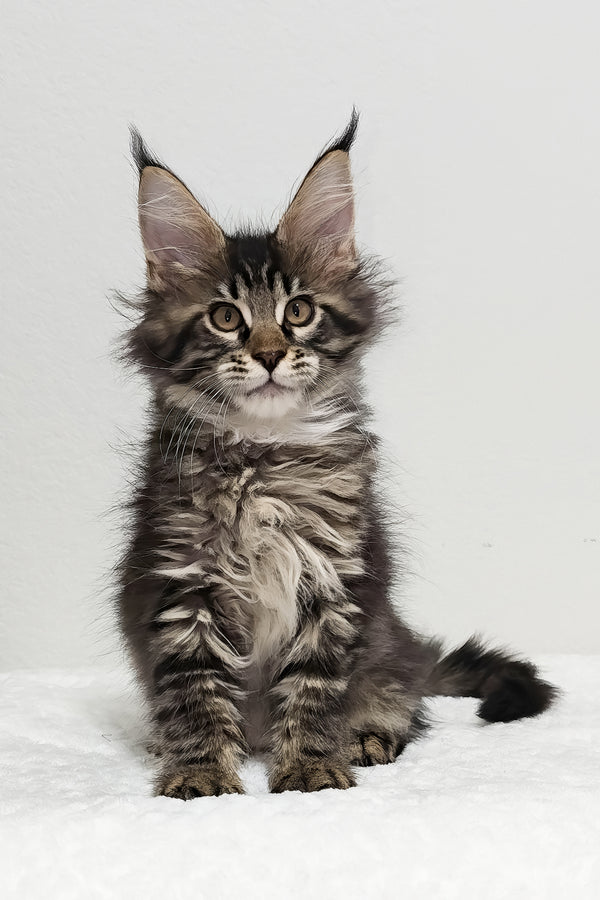 Basil | Maine Coon Kitten