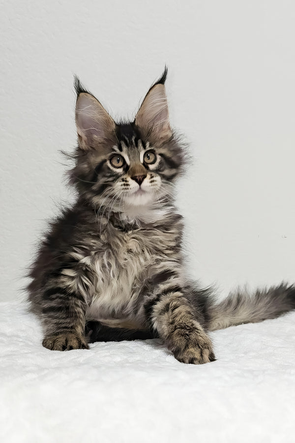 Basil | Maine Coon Kitten