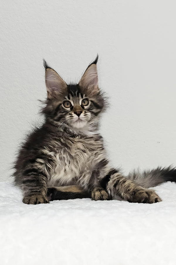 Basil | Maine Coon Kitten