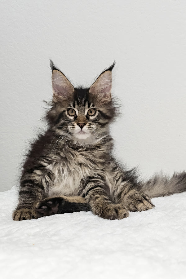 Basil | Maine Coon Kitten