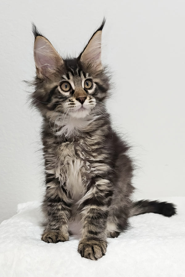 Basil | Maine Coon Kitten