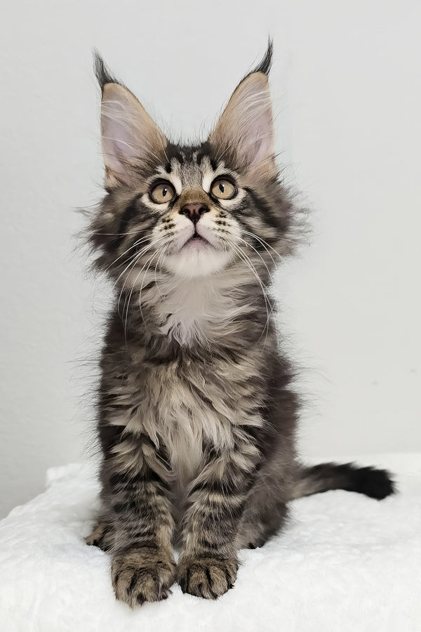 Basil | Maine Coon Kitten