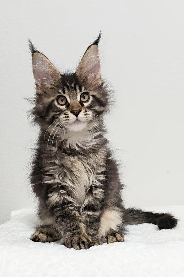 Basil | Maine Coon Kitten