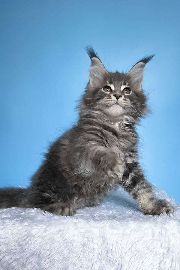 Bassi | Maine Coon Kitten