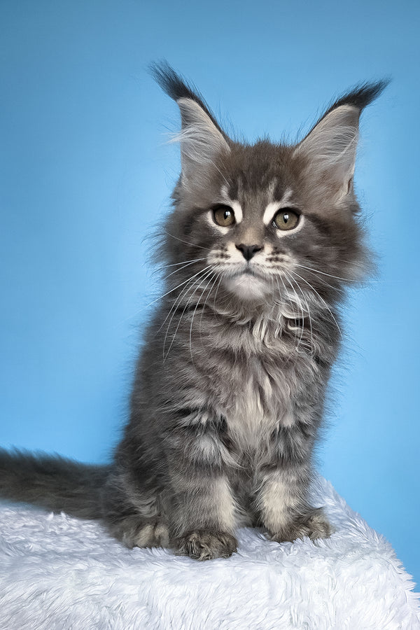 Bassi | Maine Coon Kitten