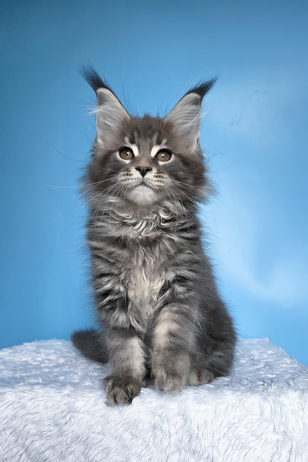 Bassi | Maine Coon Kitten