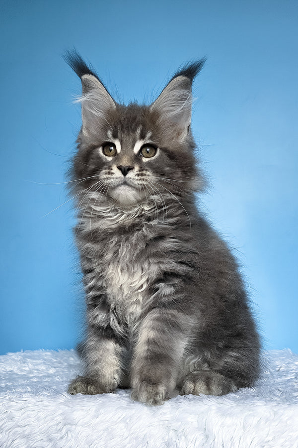 Bassi | Maine Coon Kitten