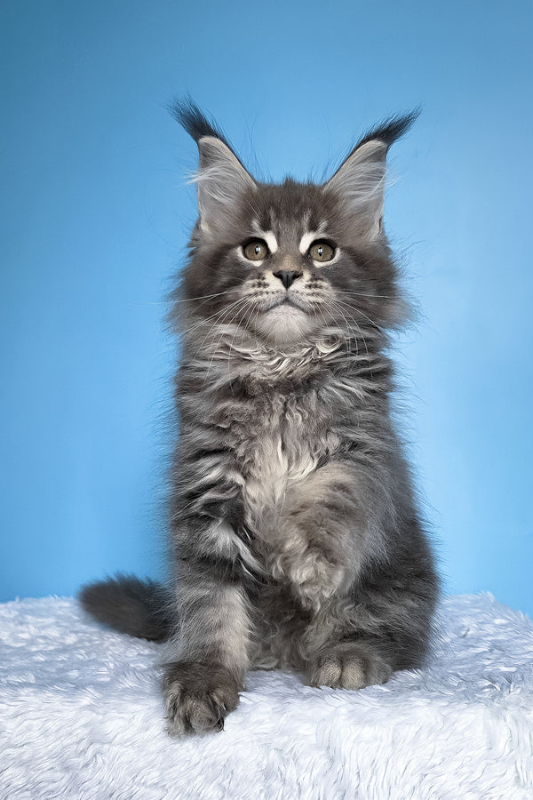 Bassi | Maine Coon Kitten