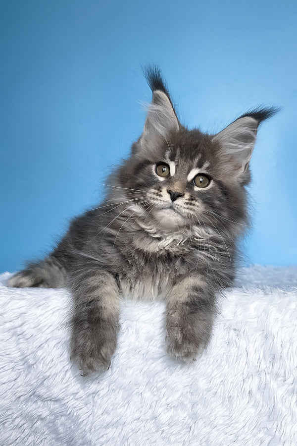 Bassi | Maine Coon Kitten