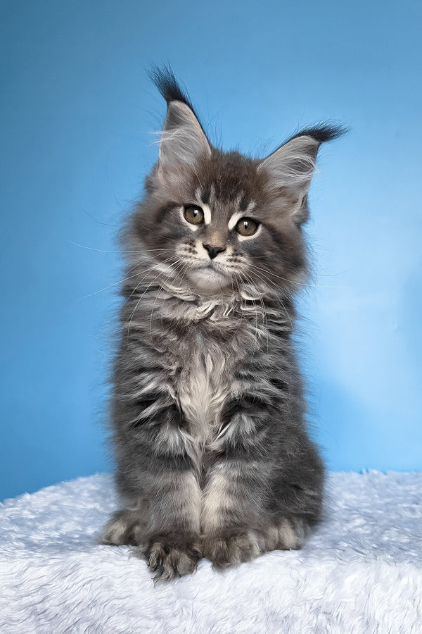 Bassi | Maine Coon Kitten