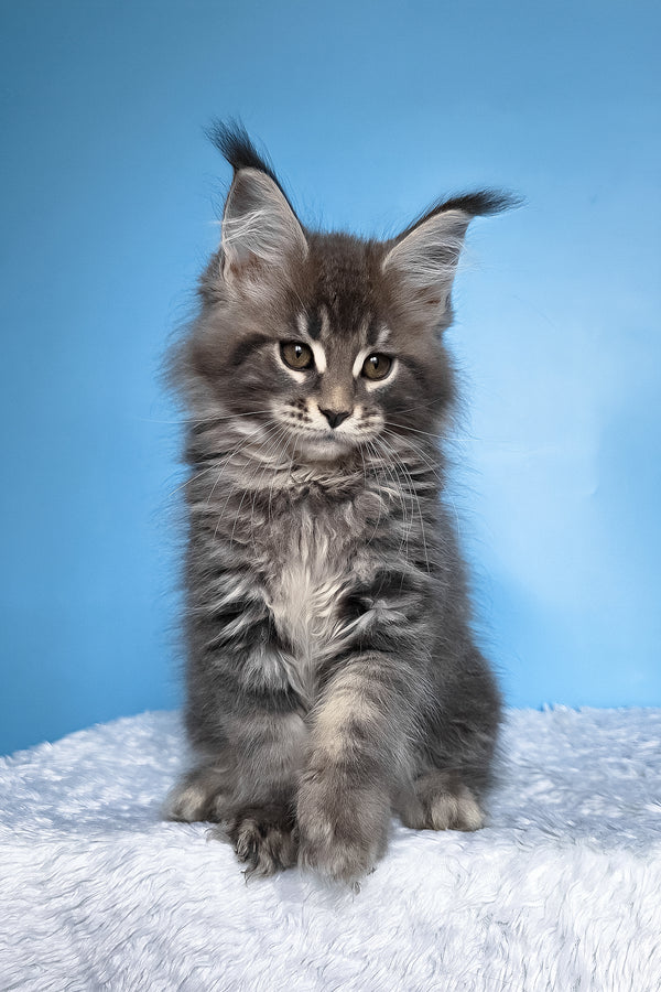 Bassi | Maine Coon Kitten